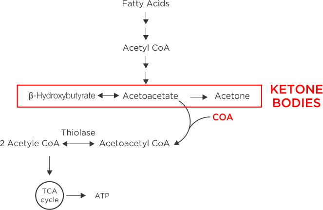 Fate of Ketoji